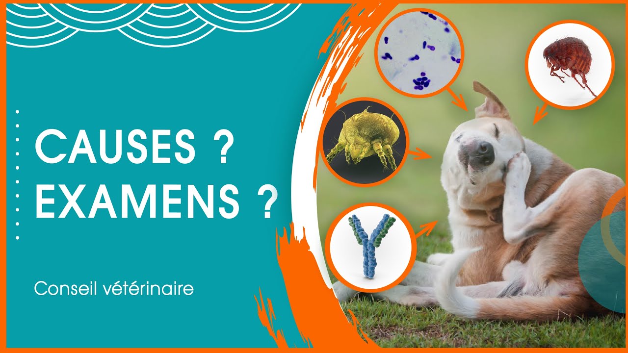 Mon chien se gratte sans arrêt : comment trouver la cause