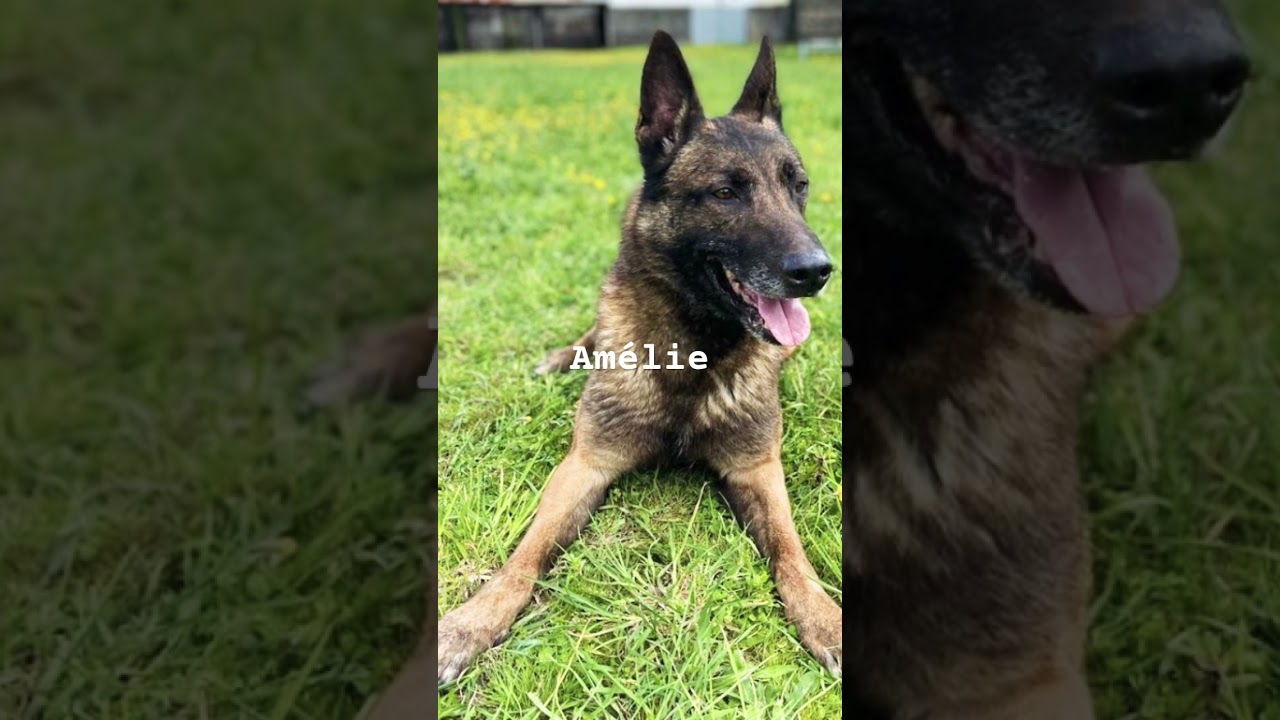 Ton chien selon ton prénom ( pt.3 )