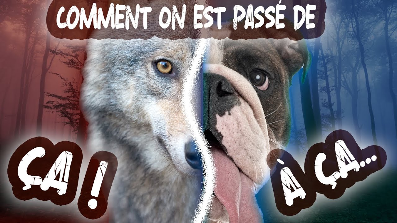 Des Loups Sauvages aux Chiens de Famille : Une Transformation Fascinante