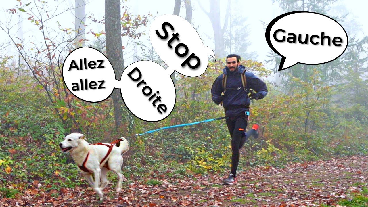 APPRENEZ CES ORDRES POUR FAIRE DU CANICROSS !