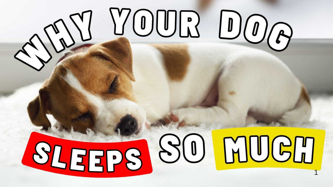 Why Your Dog Sleeps So Much – The Answer Might Surprise You