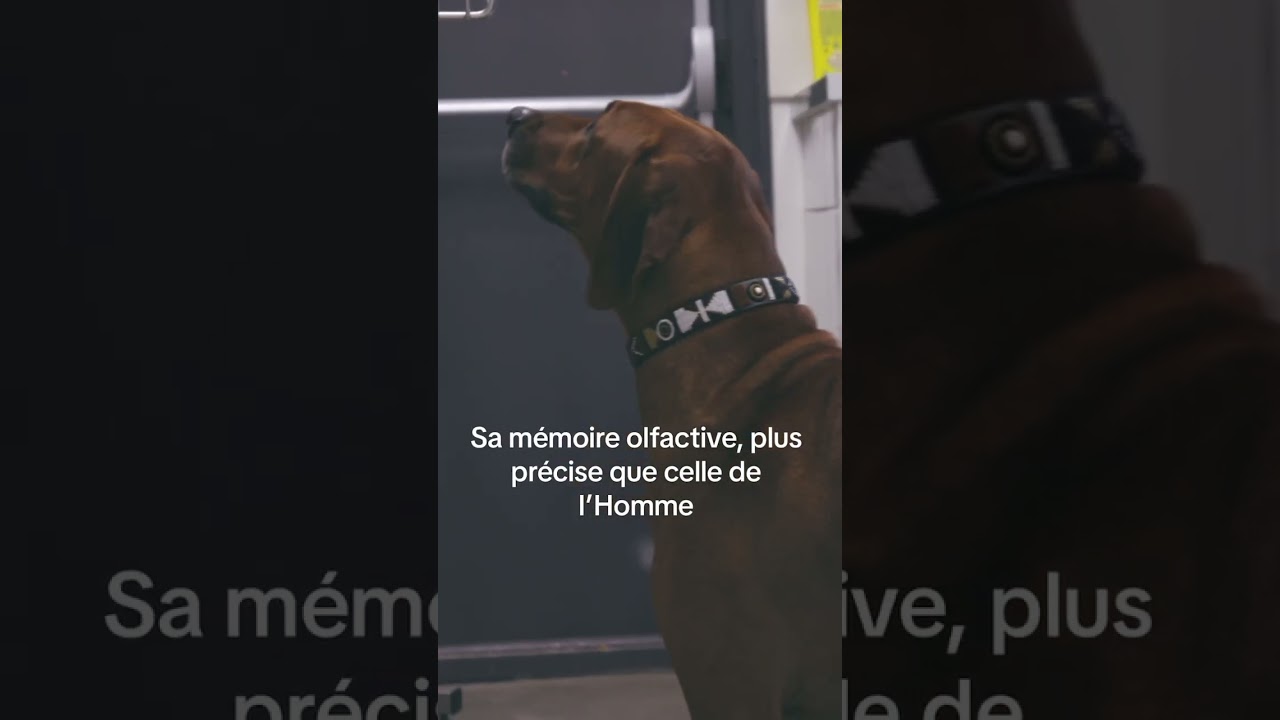 🐶 L' odorat du chien