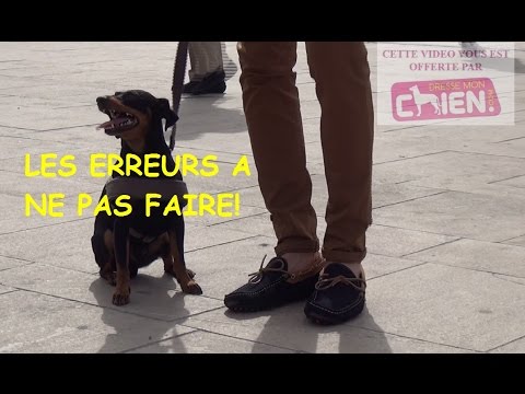 Les erreurs à ne pas faire lors la position assise de son chien