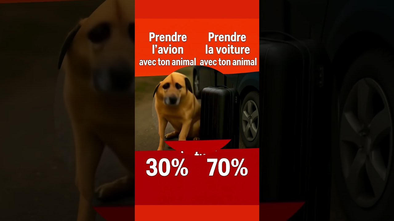 Les 7 erreurs qui mettent votre animal en danger🐾Guide Pdf dans la bio🐾