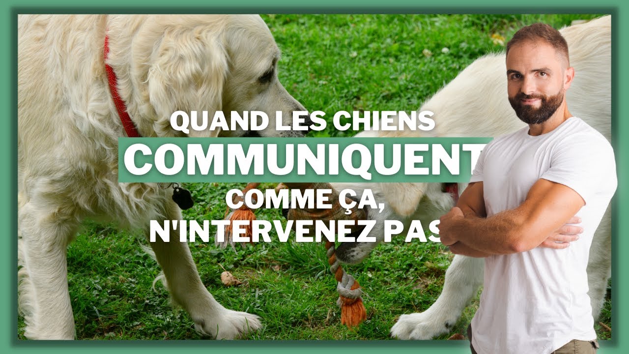 Quand les chiens communiquent comme ça, n'intervenez pas !