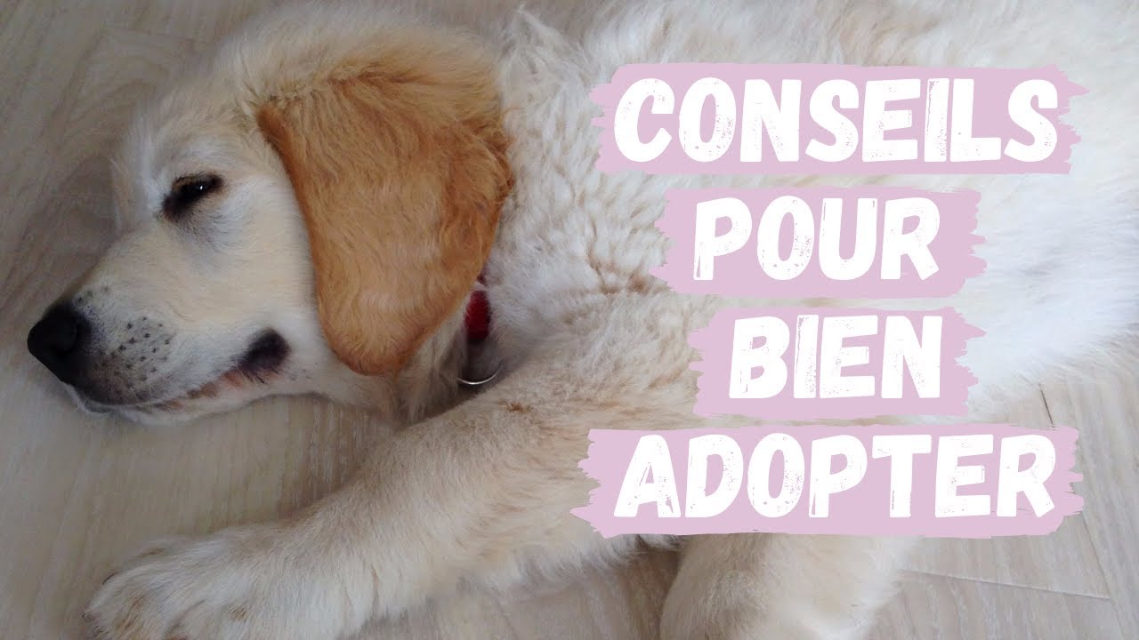 Tout ce qu'il faut savoir avant d'adopter un chiot 🐶