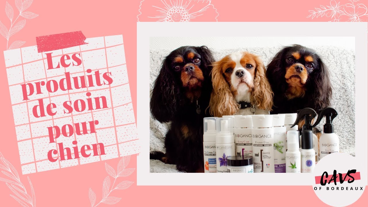 Les produits de soin pour chien || CAVS OF BORDEAUX