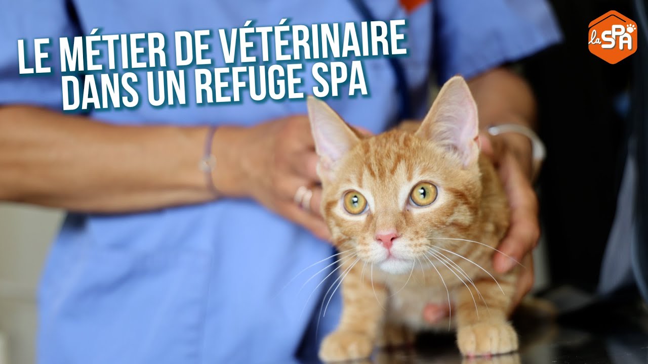 Le métier de vétérinaire dans un refuge SPA 👩‍⚕️🐾