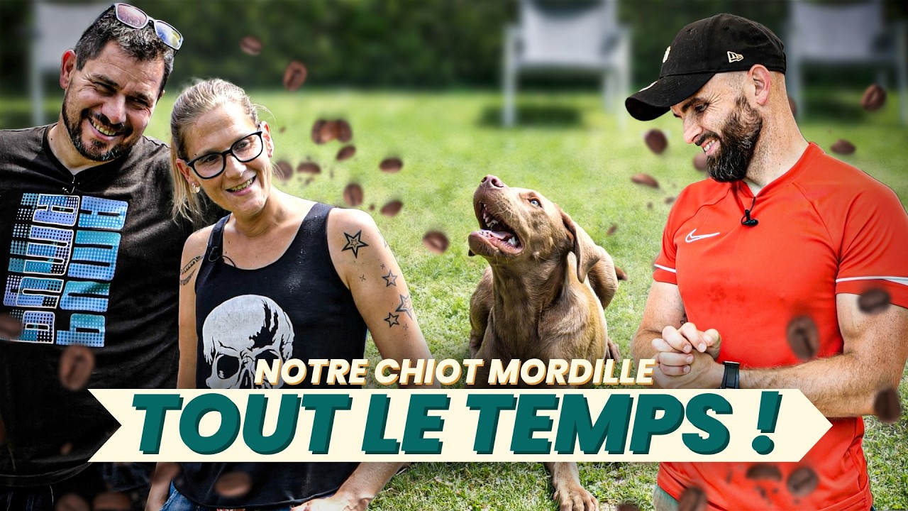 Mon chiot mordille tout le temps ! LABRADOR - Un café et c'est réglé Ep6