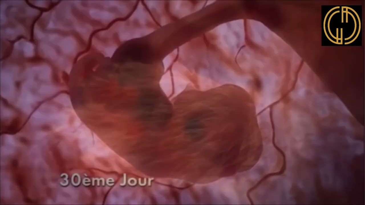 La gestation chez la chienne