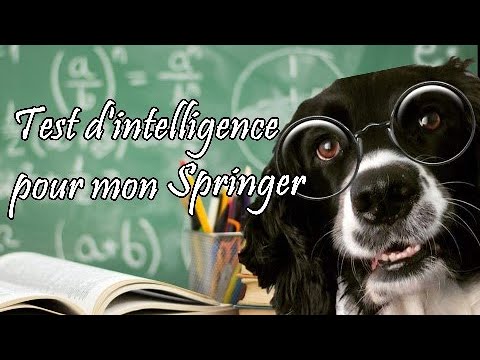 Je teste L'INTELLIGENCE DE MON CHIEN (SPRINGER SPANIEL)