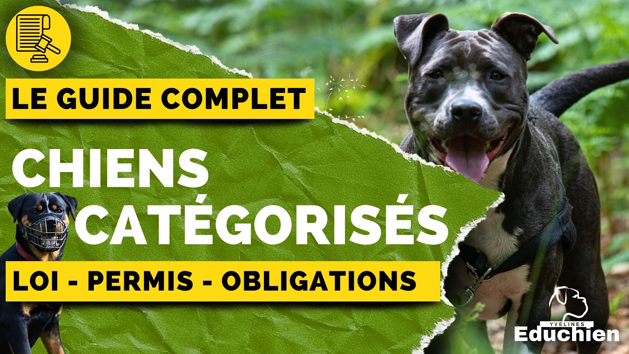 Chiens de catégorie 1 & 2 : Le GUIDE COMPLET de la réglementation de A à Z