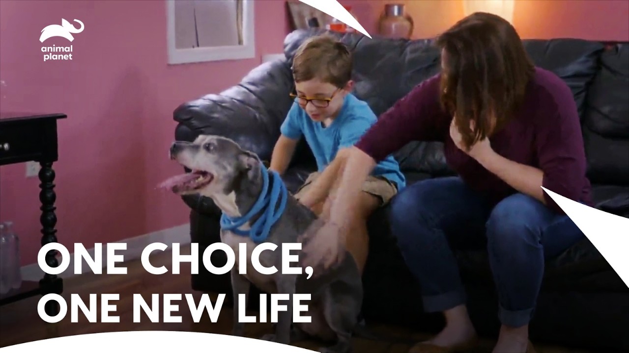 Adopter Adopts Senior Dog for Her Loving Younger Kid & Dog | Pit Bulls & Parolees | Animal Planet