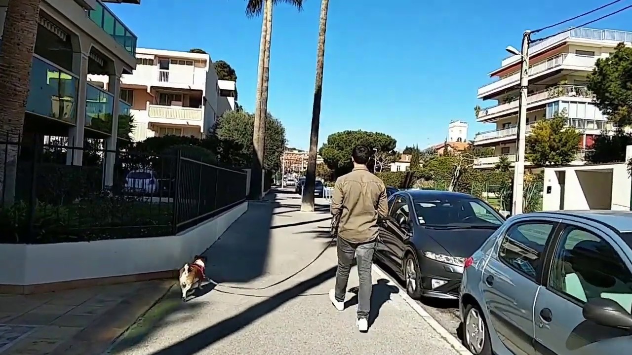 Démonstration de la longe pour chien