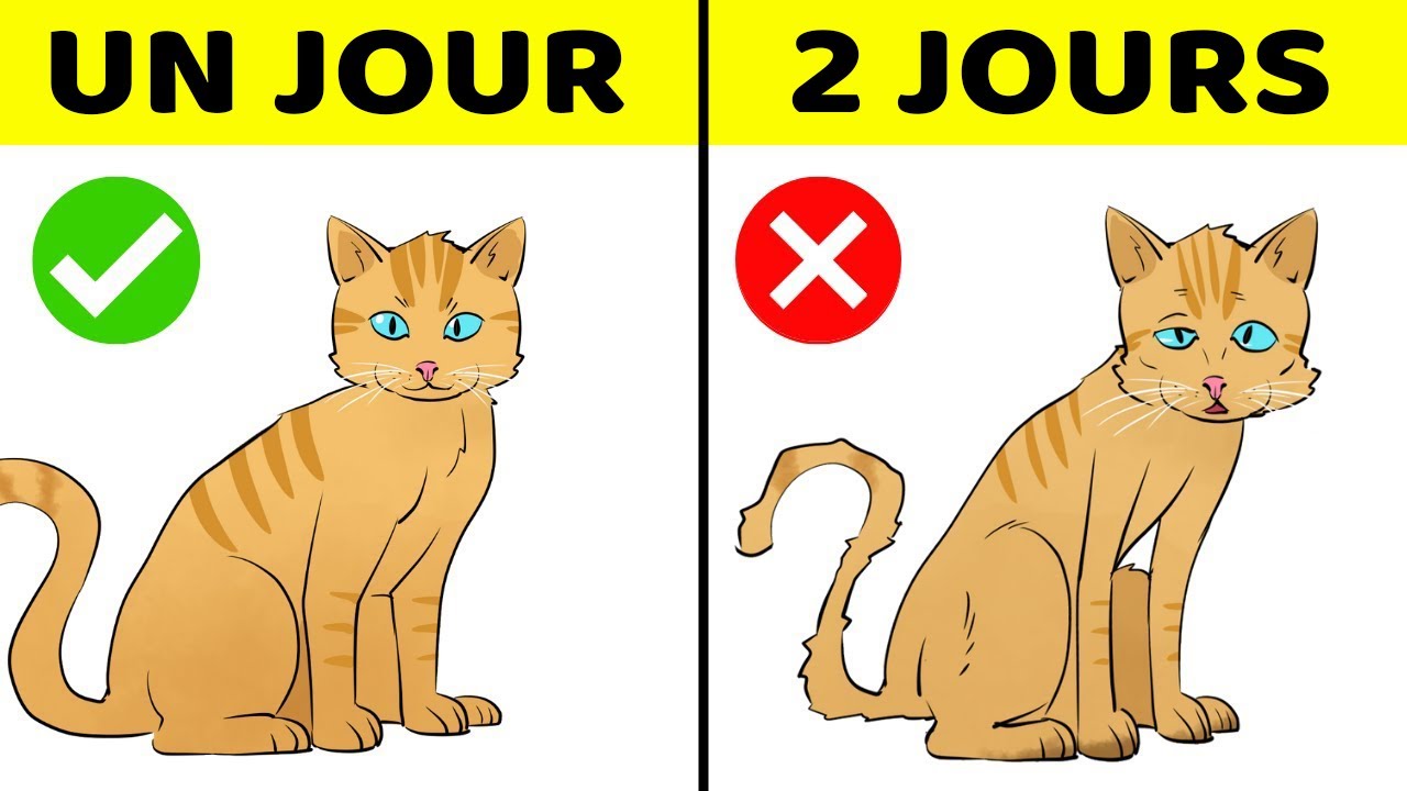 10 Signes Avant coureurs Que Votre Animal A Besoin D'aide Tout De Suite