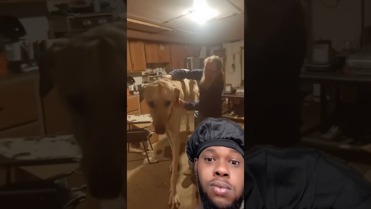 Le chien le plus grand du monde et record Guinness