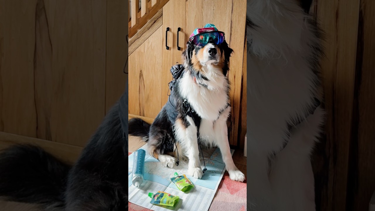 Courir avec son chien ou pas 🏃🏼‍♀️🐶?