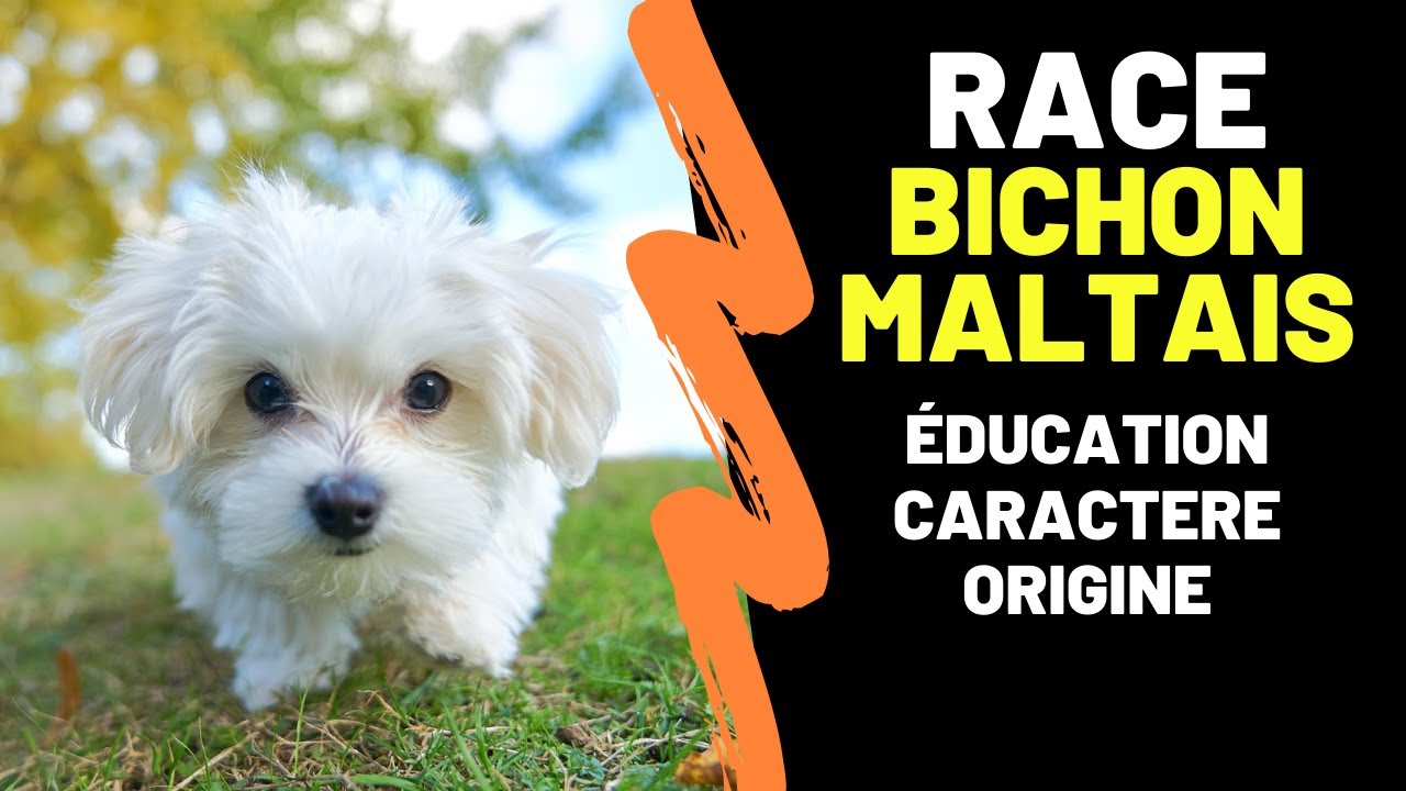 Race de chien Bichon Maltais : Éducation, Caractère, Alimentation, Inconvénients, Entretien, Prix