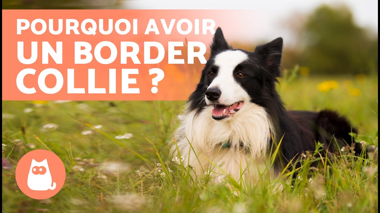 5 AVANTAGES et INCONVENIENTS d'avoir un BORDER COLLIE 🐶✅