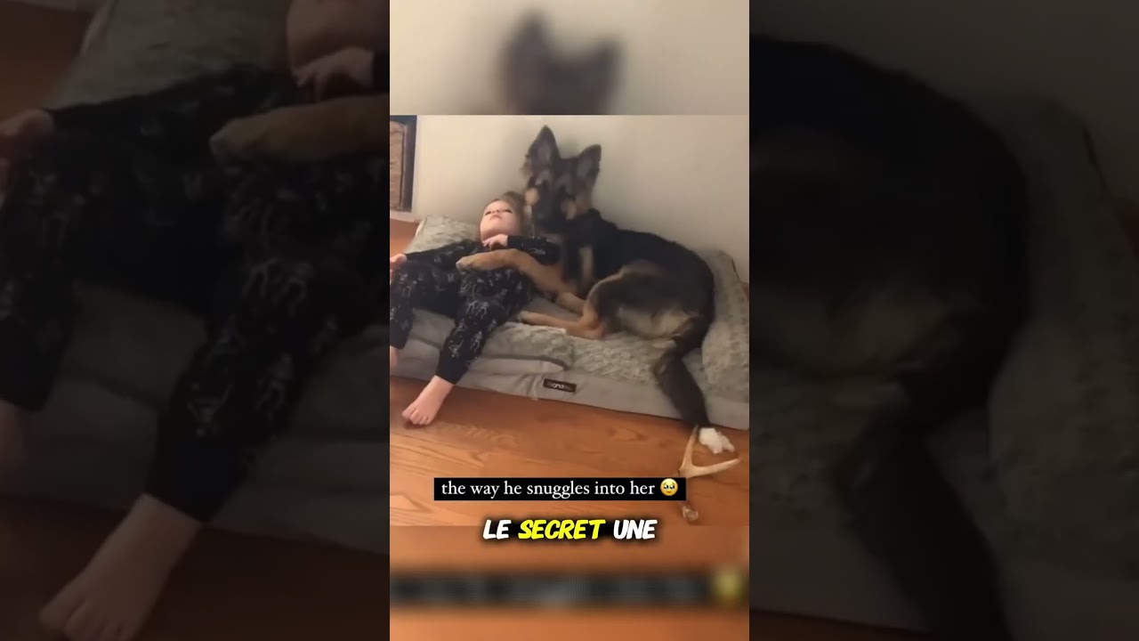 Le Berger Allemand est-il méchant ? La vérité sur ce chien
