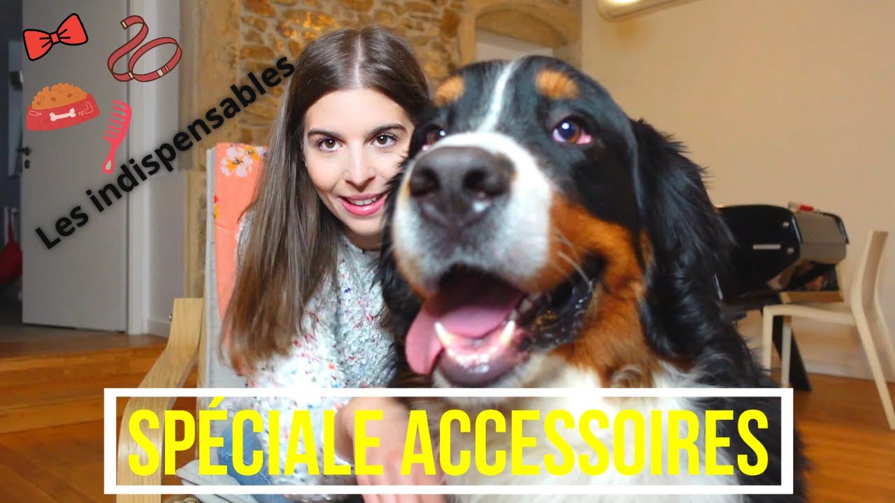 Mes accessoires indispensables pour mon chien Bouvier Bernois
