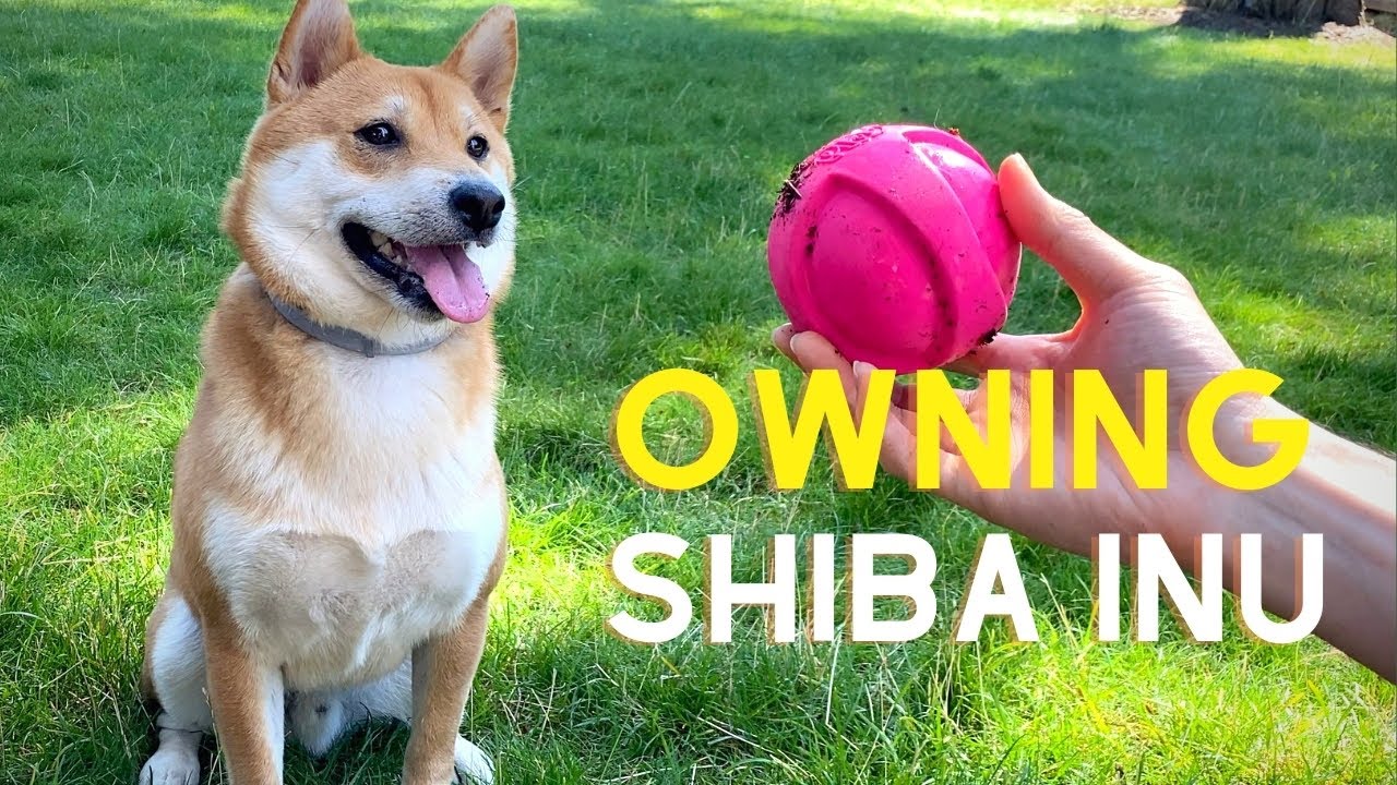 The Ultimate Guide of Owning a Shiba Inu (7 Tips for New Dog Owners)