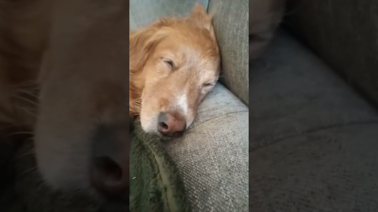 chien qui dort #chien#animal#dormir