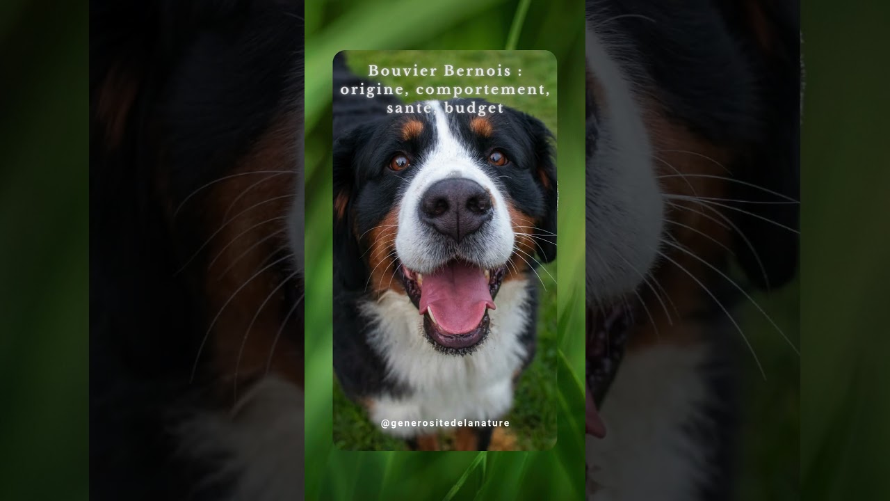 Bouvier Bernois