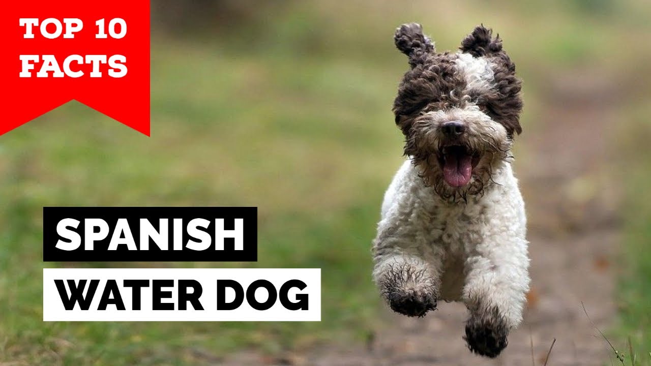 Spanish Water Dog  - Top 10 Facts