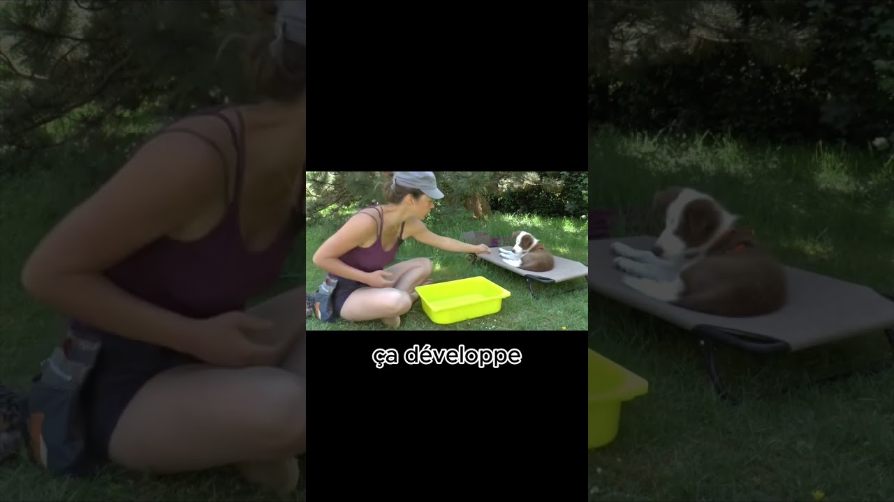 Comment faire sa 1ère séance de clicker avec son chiot 🐶🔍 | Laetitia Gonnon - Eduzen