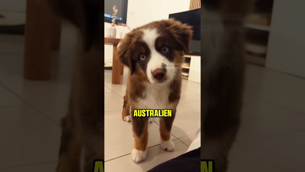 Les 3 races de chiens qui vivent le plus longtemps #chien