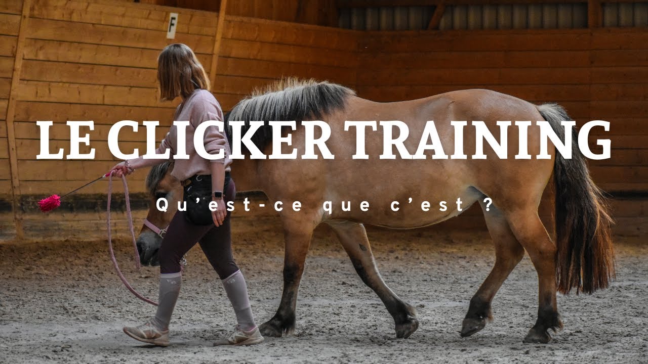 Le Clicker Training, qu'est-ce que c'est ? Education positive avec les chevaux
