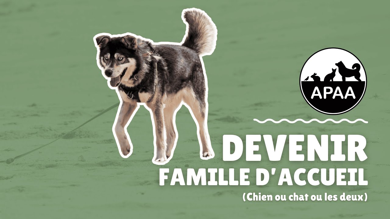 Devenir famille d’accueil pour chien ou chat : comment ça marche ?🔍