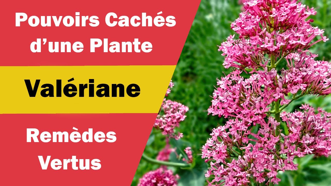 Valériane - Bienfaits Magiques et Usages Multiples