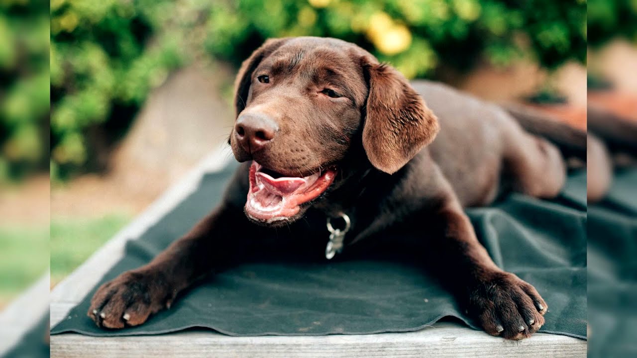 Labrador retriever. Avantages et inconvénients, Prix, Comment choisir, Faits, Soins, Histoire