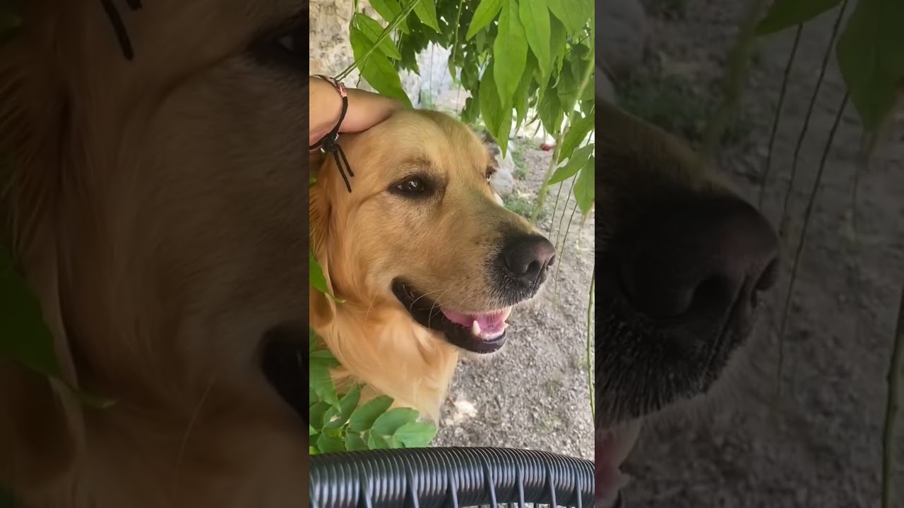 7 raisons de prendre un Golden Retriever (vous allez tous en vouloir un 😇) #chien #goldenretriever