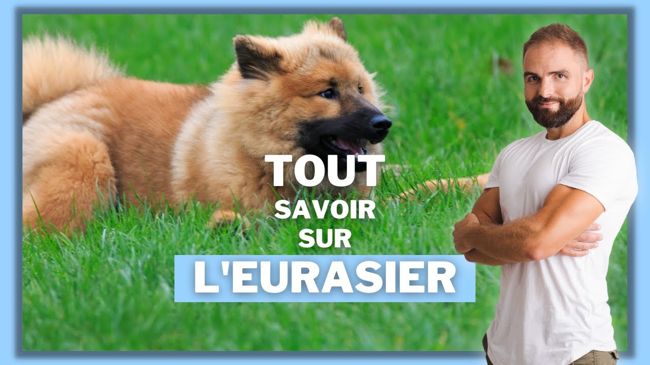 Race de chien Eurasier : caractère, dressage, comportement, santé de ce chien de race...
