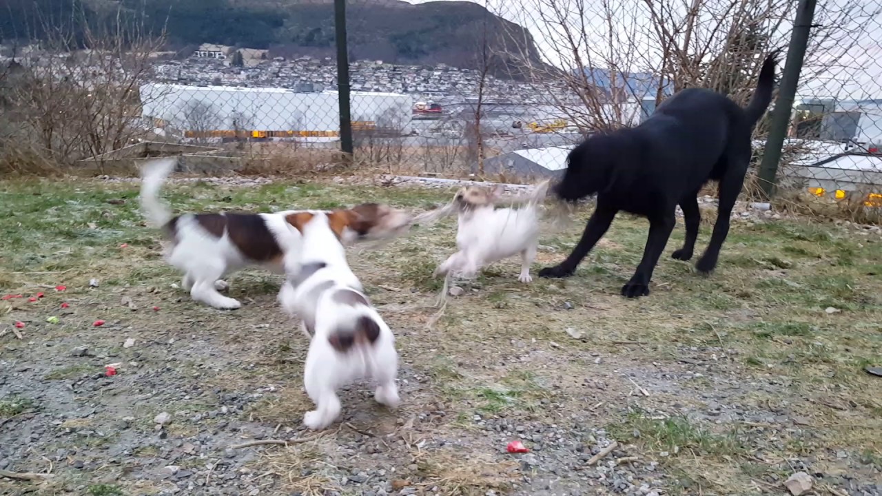 Labrador vs Jack Russel tug of war