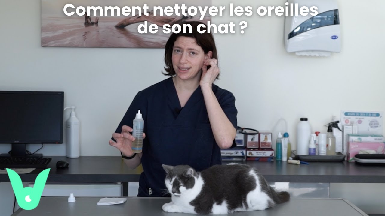Vetapp - Comment nettoyer les oreilles de son chat ?