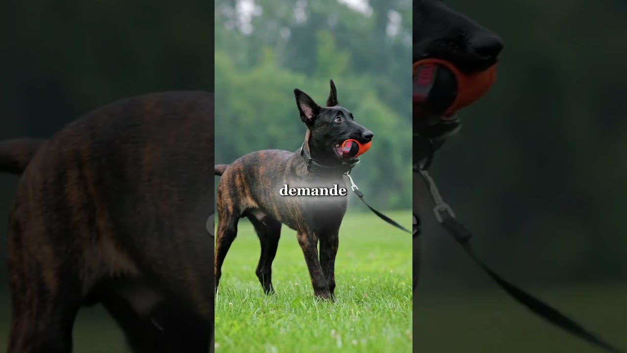 5 différences clés entre les bergers hollandais et les malinois à connaître