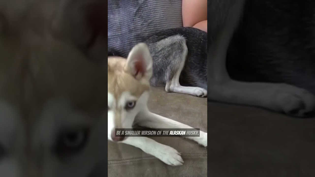 Want a Smaller Sized Husky? Get A Alaskan Klee Kai!