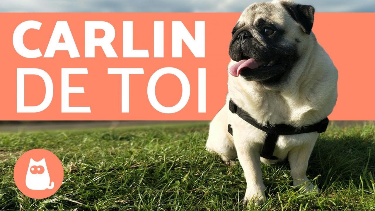 Carlin ou Pug - Caractère, soins, éducation