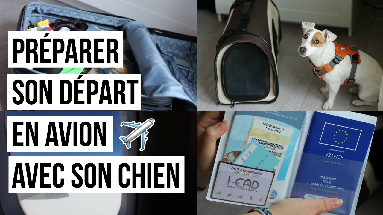 Préparer son départ en avion avec son chien