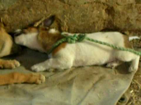 berger malinois vs jack russelle