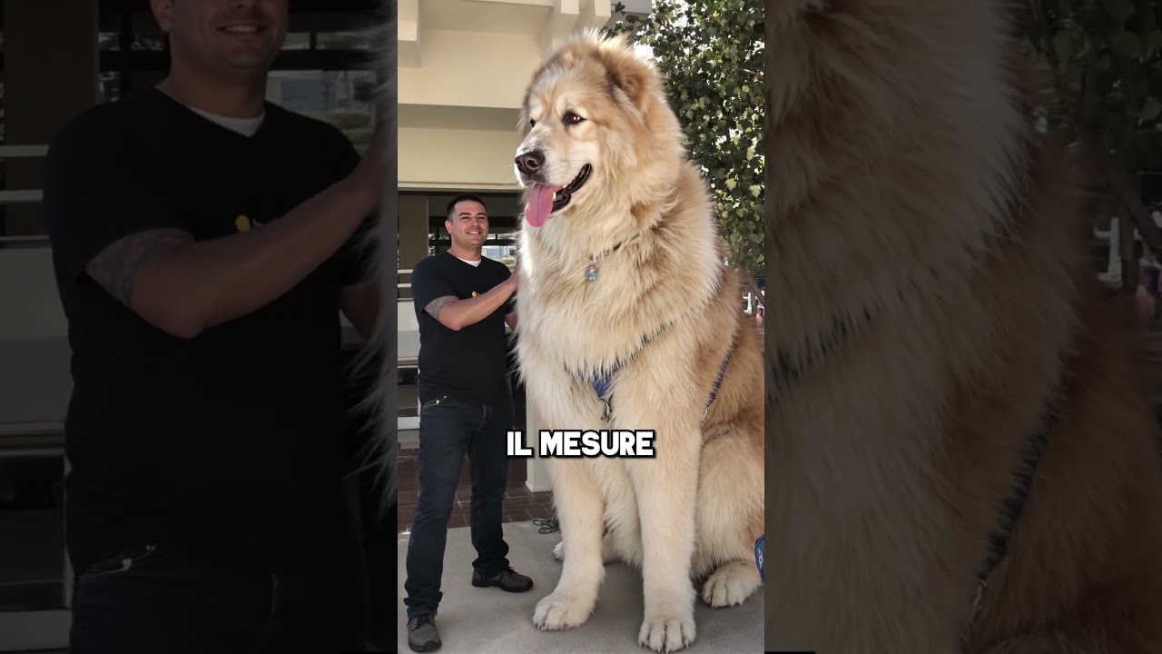 Le Plus Grand Chien du Monde 🏅