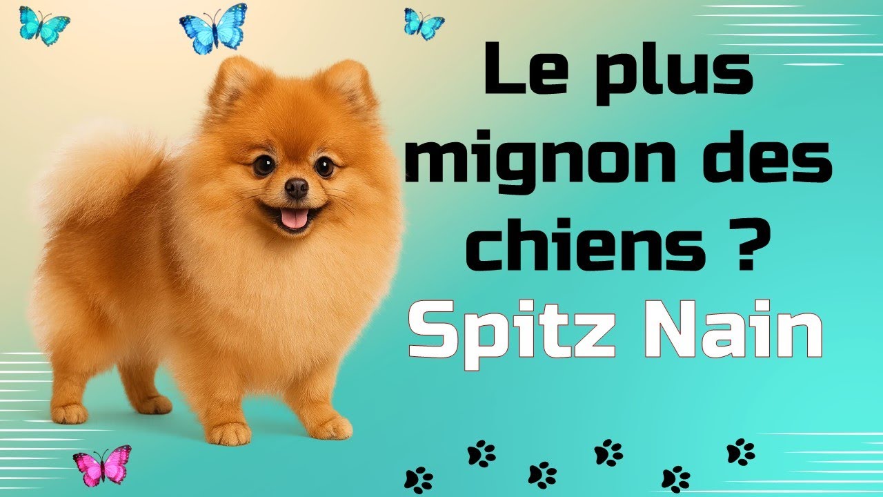 Spitz Nain : Le Loulou de Poméranie, ce petit chien plein de surprises !