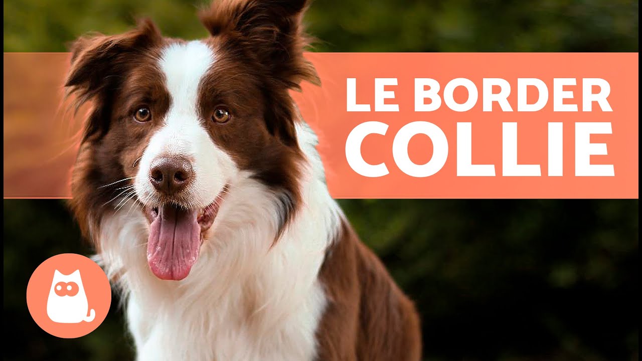 Le chien BORDER COLLIE 🐶 (Origine, Caractéristiques, Caractère et Soin)