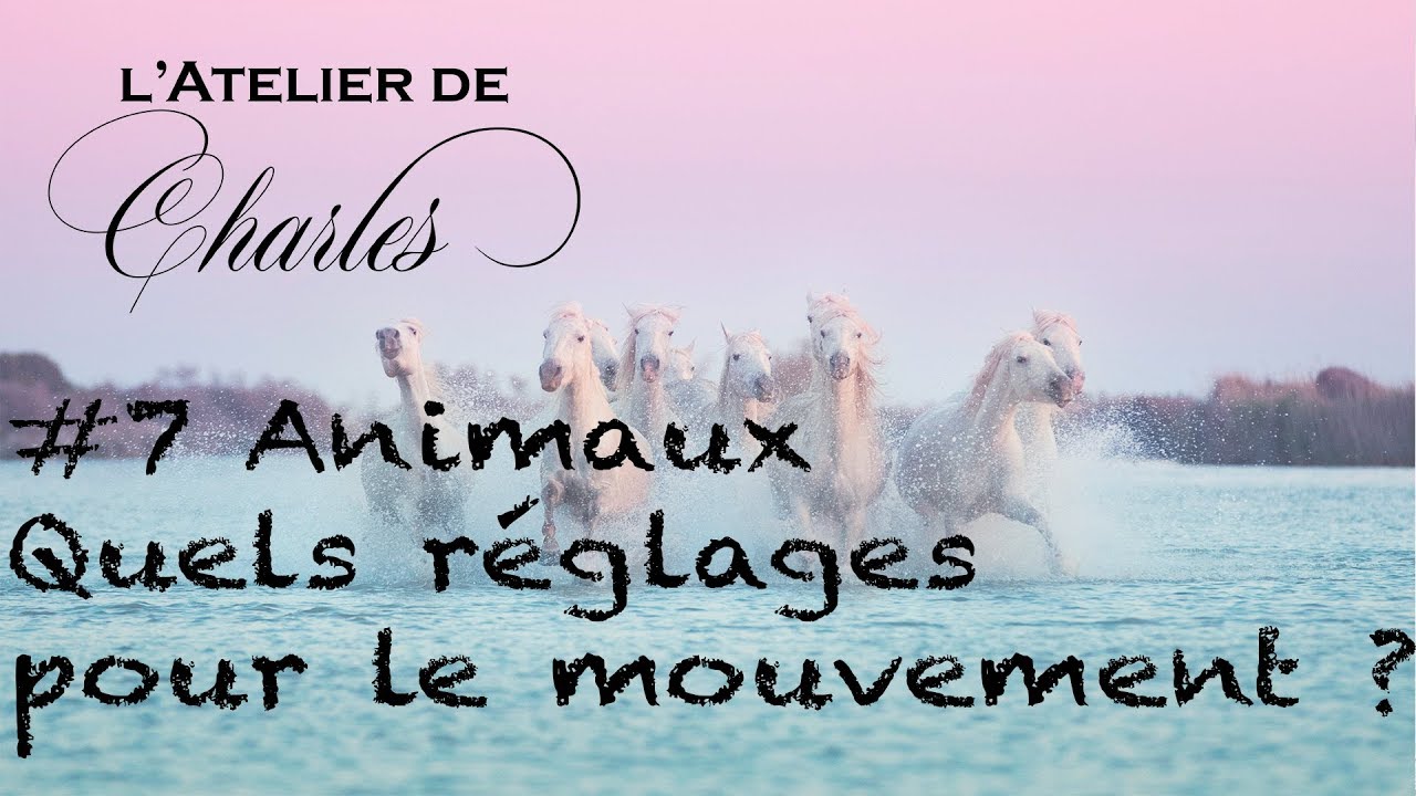 Quels réglages pour l'animal en mouvement ? - photographe pro # 7 - animaux