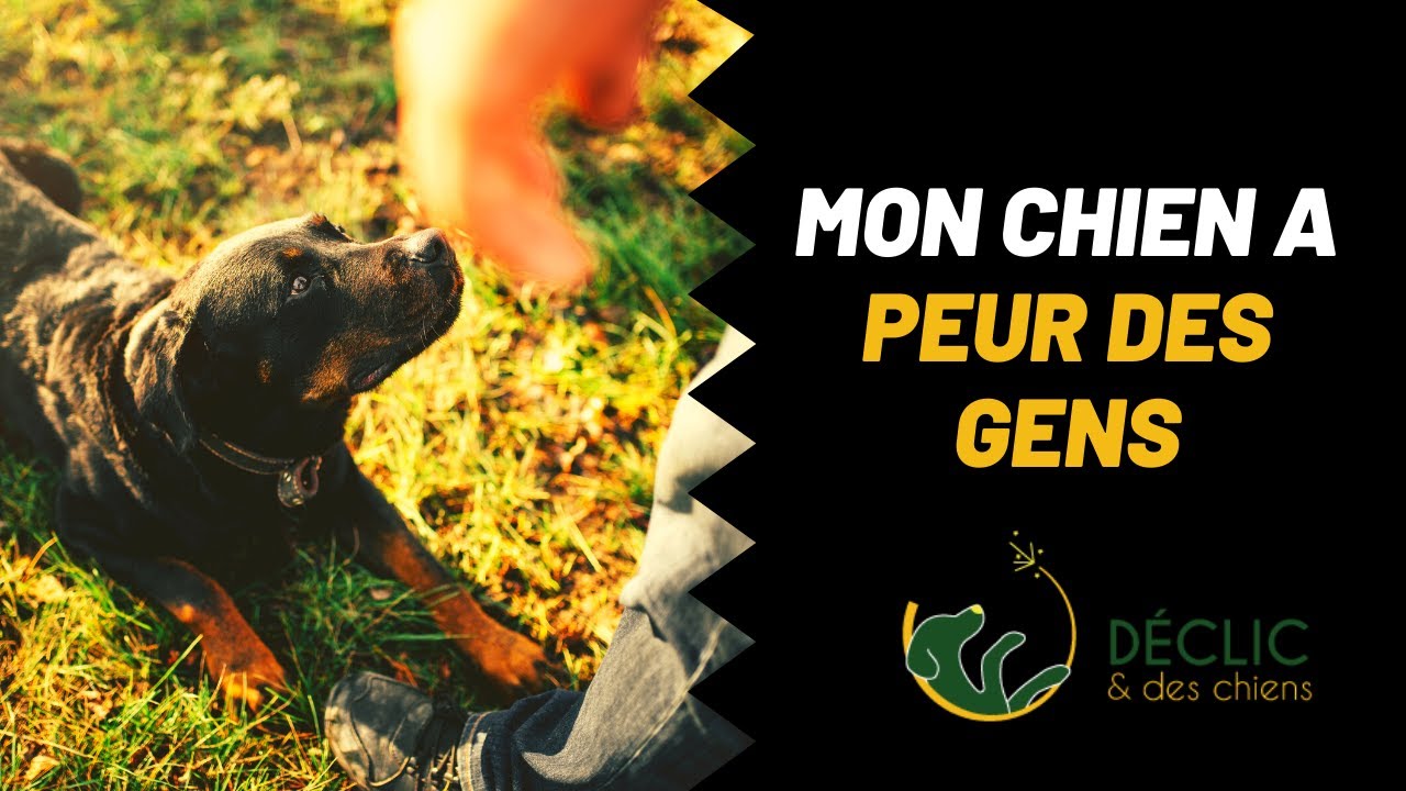 Pourquoi mon chien a peur des gens ?