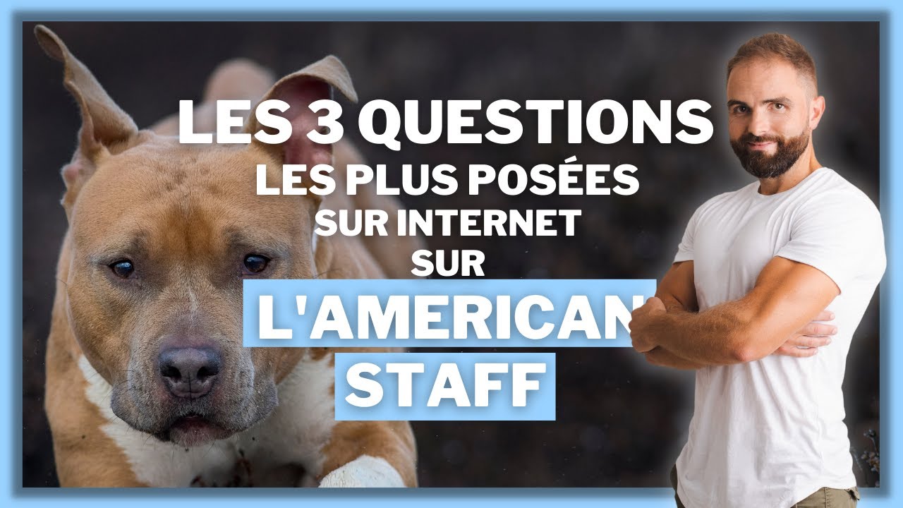 Les 3 questions les plus posées sur internet sur l'American Staff !